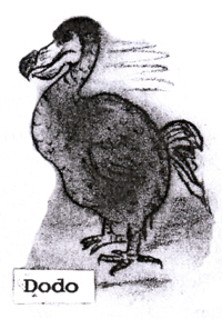 Dodo