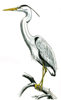 Picture of a Heron which is the symbol of wootton Bridge