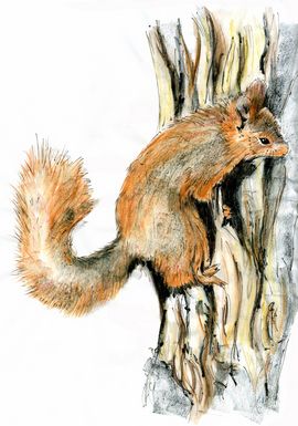 Drawing of Red  Squirrel