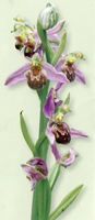 Bee Orchid