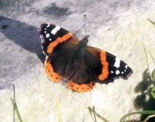Butterfly