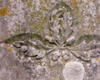 Oak design