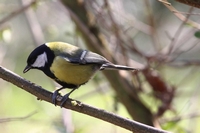 Picture of a Greattit