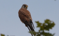 Picture of a Kestral