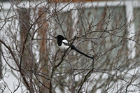 Picture of a Magpie