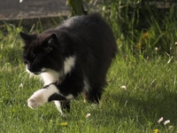 Picture of a cat called Him