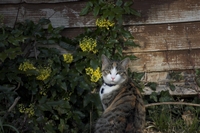 Picture of a cat called Remy