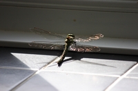 Picture of a Dragonfly