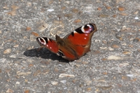 Picture of a Peacock Butterfly