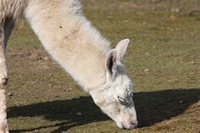 Picture of a Lama