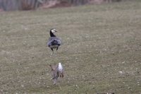 Picture of a Rabbit chasing a Goose