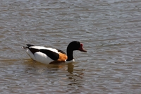 Picture of a Shellduck