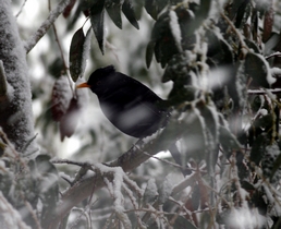 Picture of Blackbird