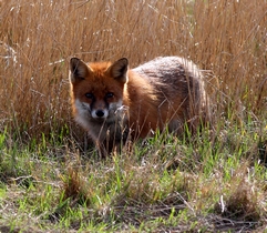 Picture of Fox