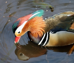 Picture of Mandarin Duck