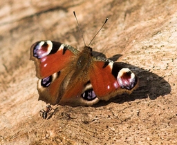 Picture of Peacock Butterfly