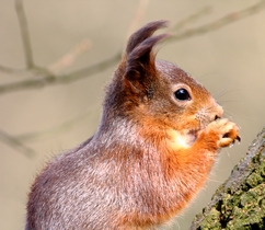 Picture of Red Squirrel
