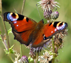 Picture of Peacock Butterfly
