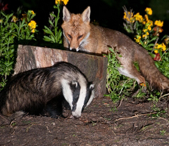 Picture of Fox