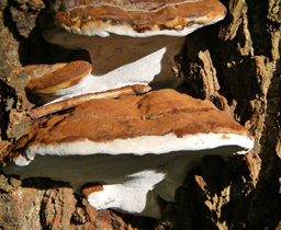 Picture of Bracket Fungi