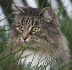Picture of Cat