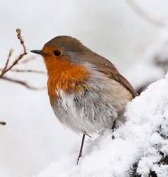 Picture of Robin in snow