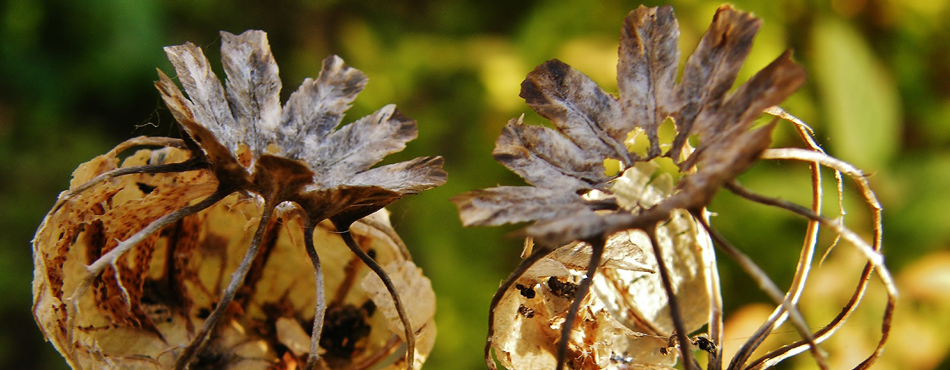 Pictue of seedhead