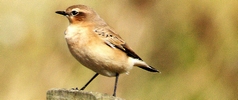 Picture of Whitear
