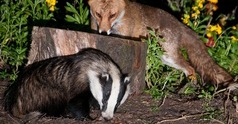 Picture of Fox and Badger