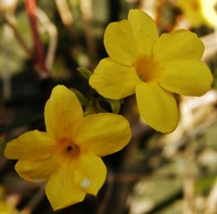 Picture of Winter Flowering Jasmine