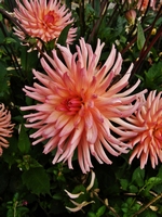 Picture of Dahlia
