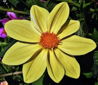 Picture of Dahlia
