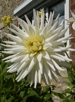 Picture of Cacti Dahlia