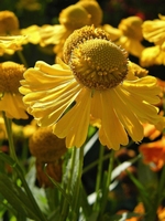 Picture of Helenium