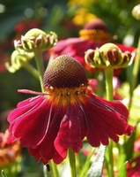 Picture of Helenium