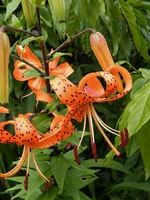 Picture of 