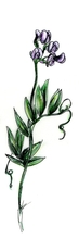 Vetch © Coco Designs Drawing of Vetch