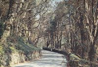 Picture of The Undercliff, Ventnor