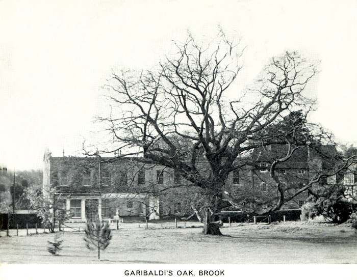 Picture of Garibaldis Oak